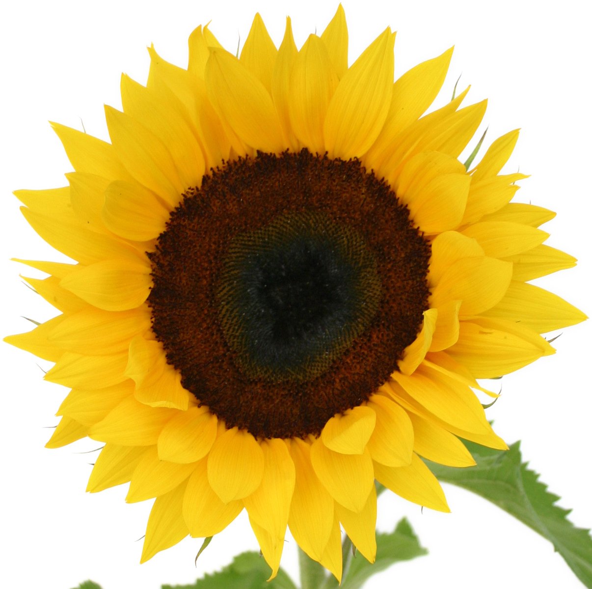 Sunflower SVGs